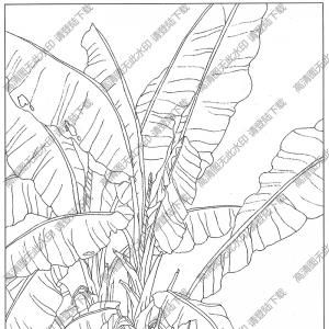 芭蕉線描畫15高清大圖下載