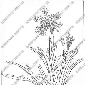 水仙花線描畫11高清大圖下載