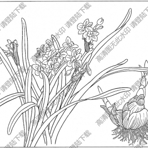 水仙花線描畫19高清大圖下載