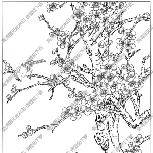 梅花線描畫底稿11高清大圖下載