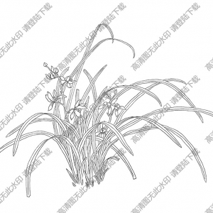 蘭花白描線稿52高清圖片下載