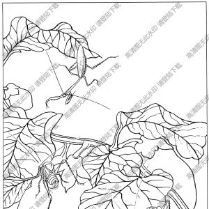 草蟲白描圖片3高清下載