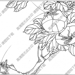 草蟲線描畫底稿10高清大圖下載