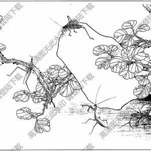 草蟲白描線稿13高清圖片下載